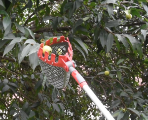 The scene of picking fruit(1)
