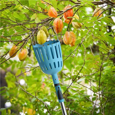 Pick up fruit picker pole with basket Pick up fruit picker pole with basket
