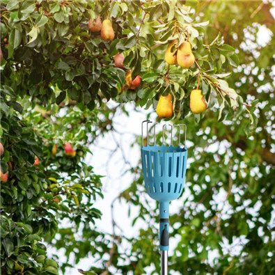Usage scene fruit picker pole with basket Usage scene fruit picker pole with basket