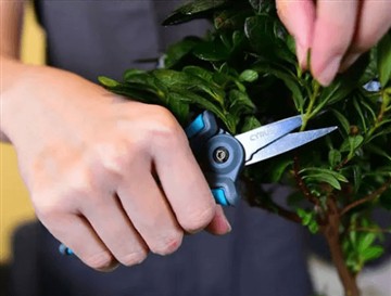 Per què vam llançar les tisores noves i més grans?