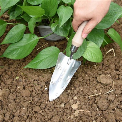 Diari de plantació del jardí -1