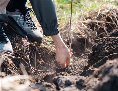 Passos lúdics per cavar a través de les arrels