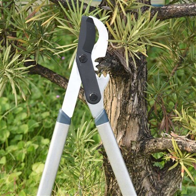 La millor eina de poda de branques són els talladors de derivació