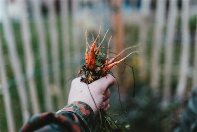 Dominar l'art de desherbar: una guia per utilitzar una eina de desherbat al v...